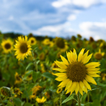 <p>last summer</p>