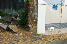 <p>Cochin<br /><br /> </p><p> </p>