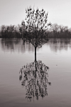 <p>Wasserbaum</p>