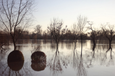 <p>Hochwasser Rhein</p>