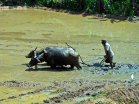 <p>Sri Lanka<br /><br /> </p><p> </p>