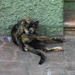 L1000919.jpg